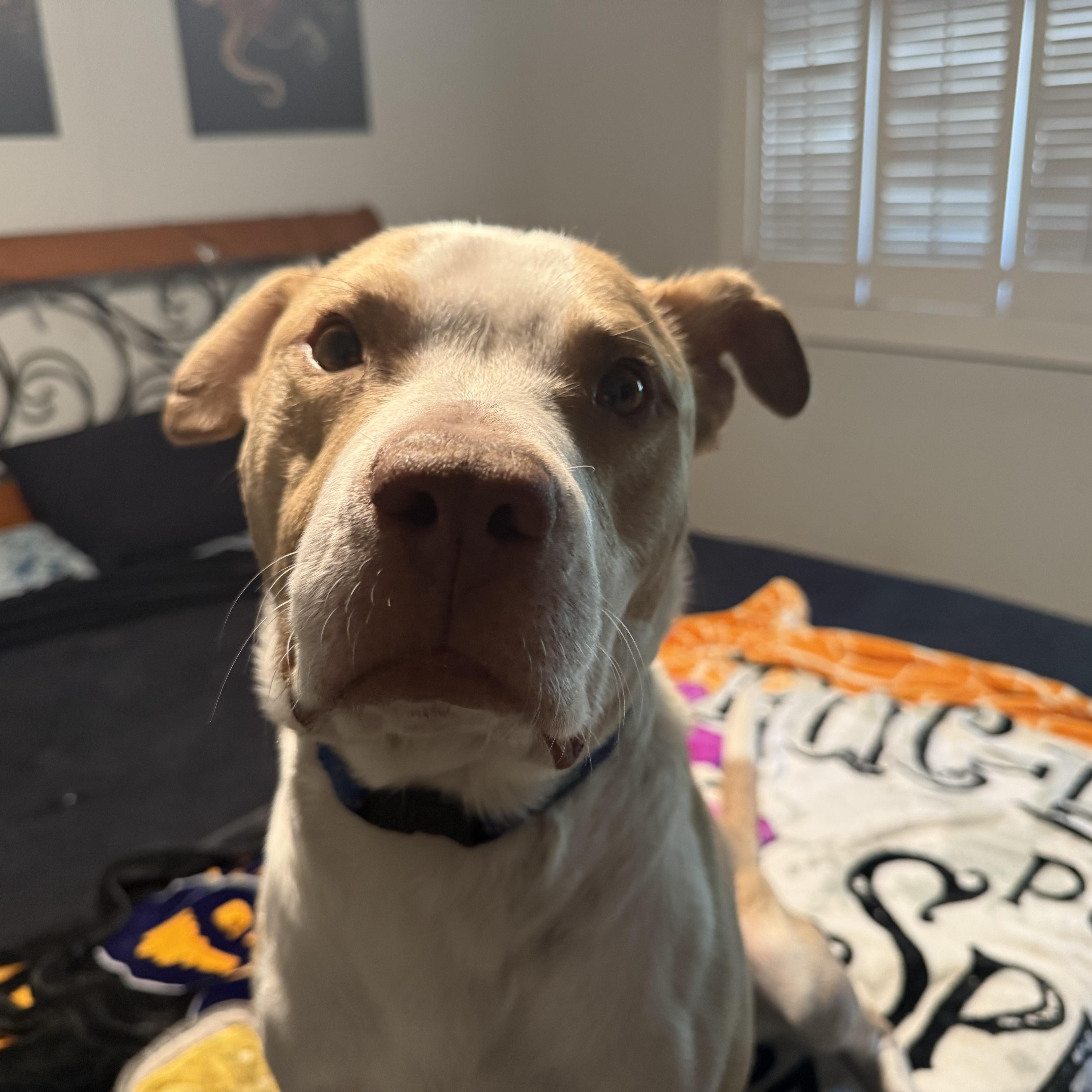 Hopper, a ADOPTABLE mixed breed in Wildwood, FL image 4/6