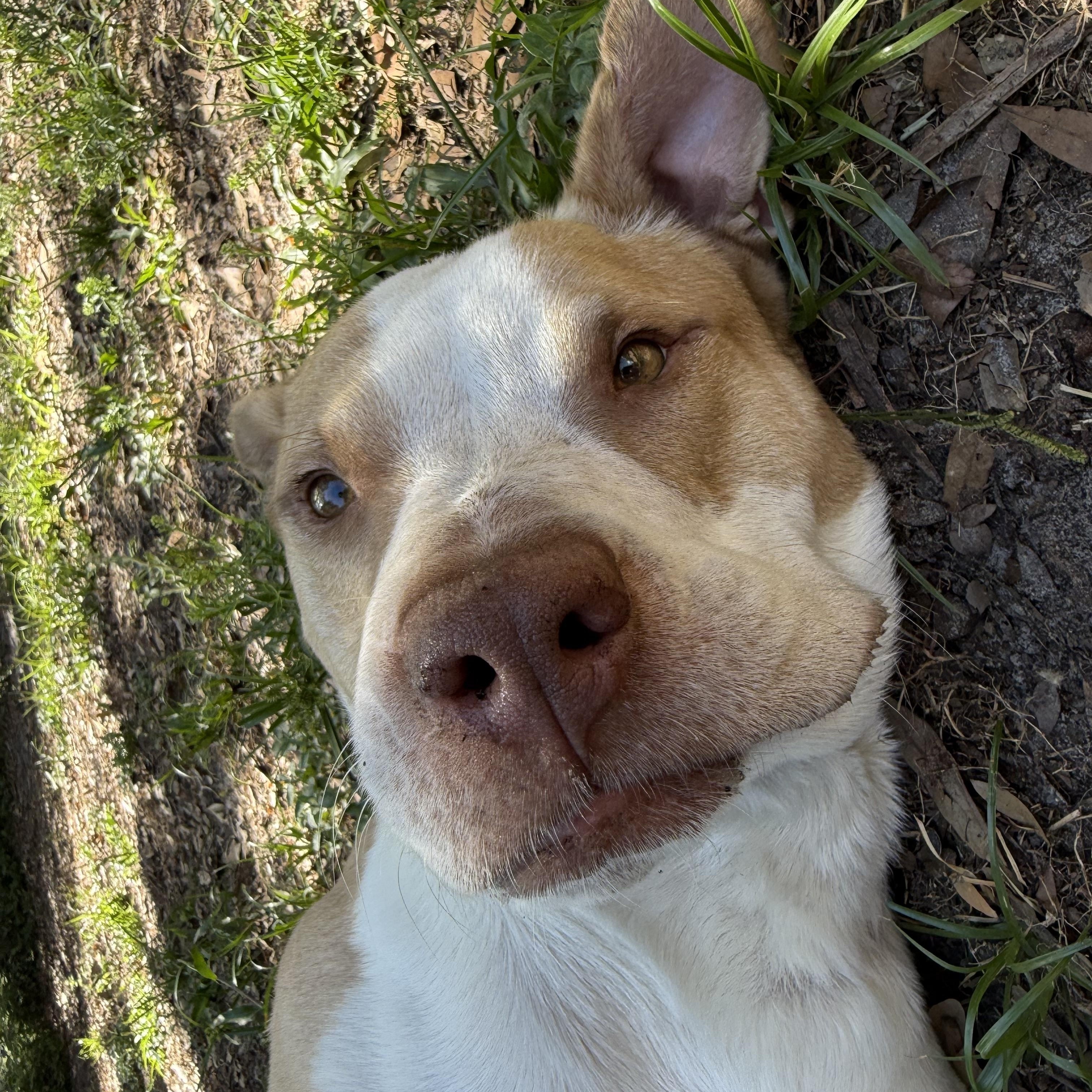 Hopper, ADOPTABLE, Adult Male Mixed Breed.