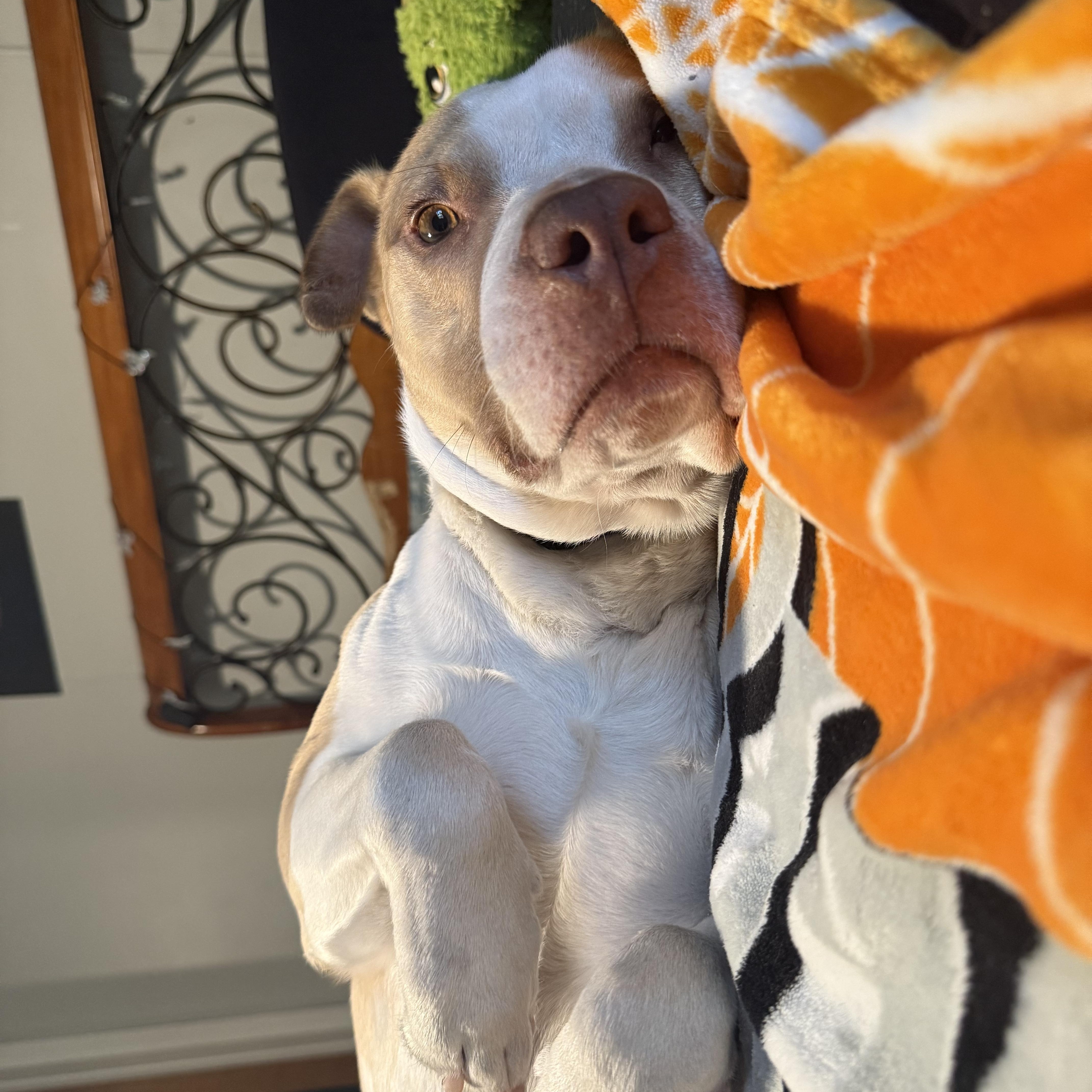 Hopper, a ADOPTABLE mixed breed in Wildwood, FL image 3/6