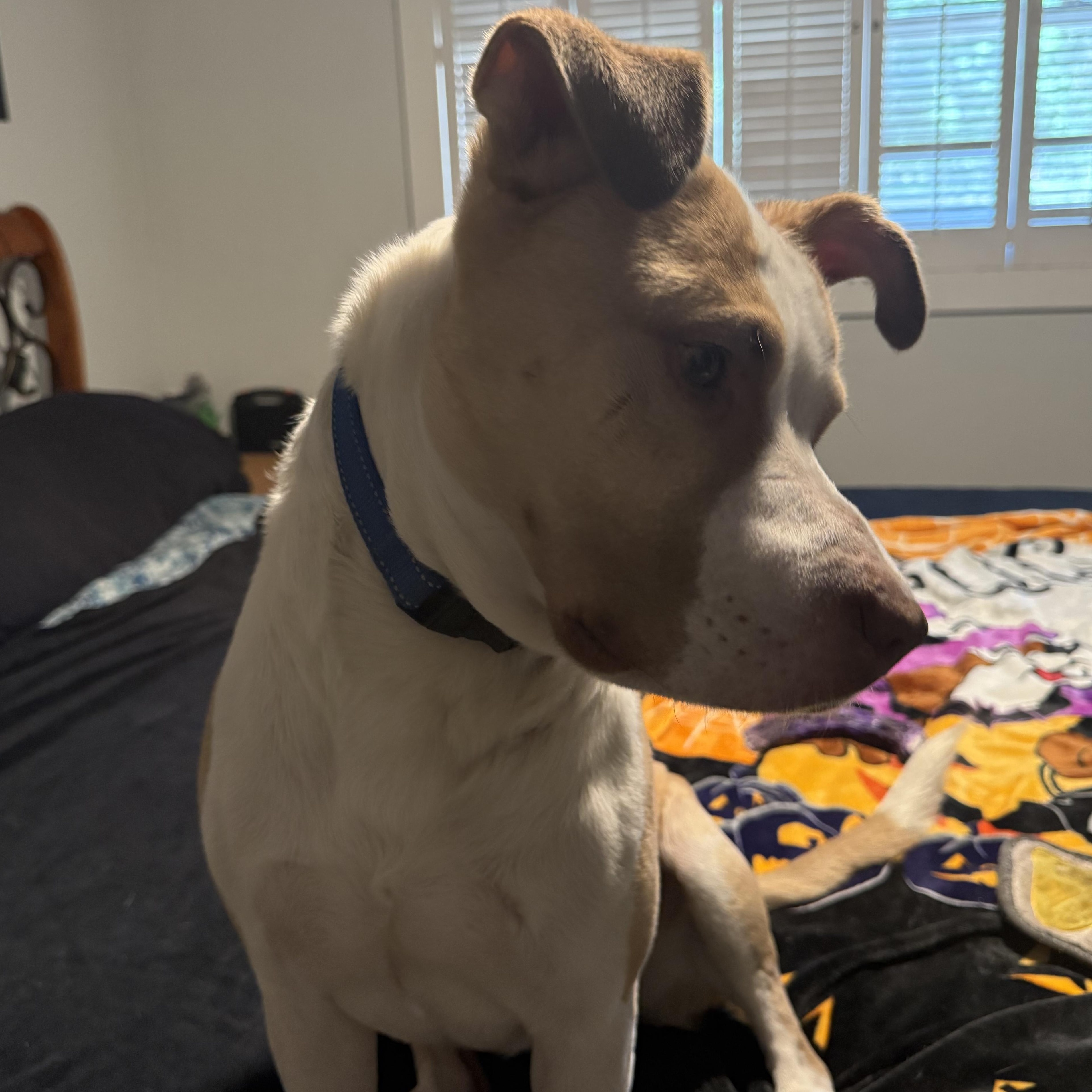Hopper, a ADOPTABLE mixed breed in Wildwood, FL image 6/6