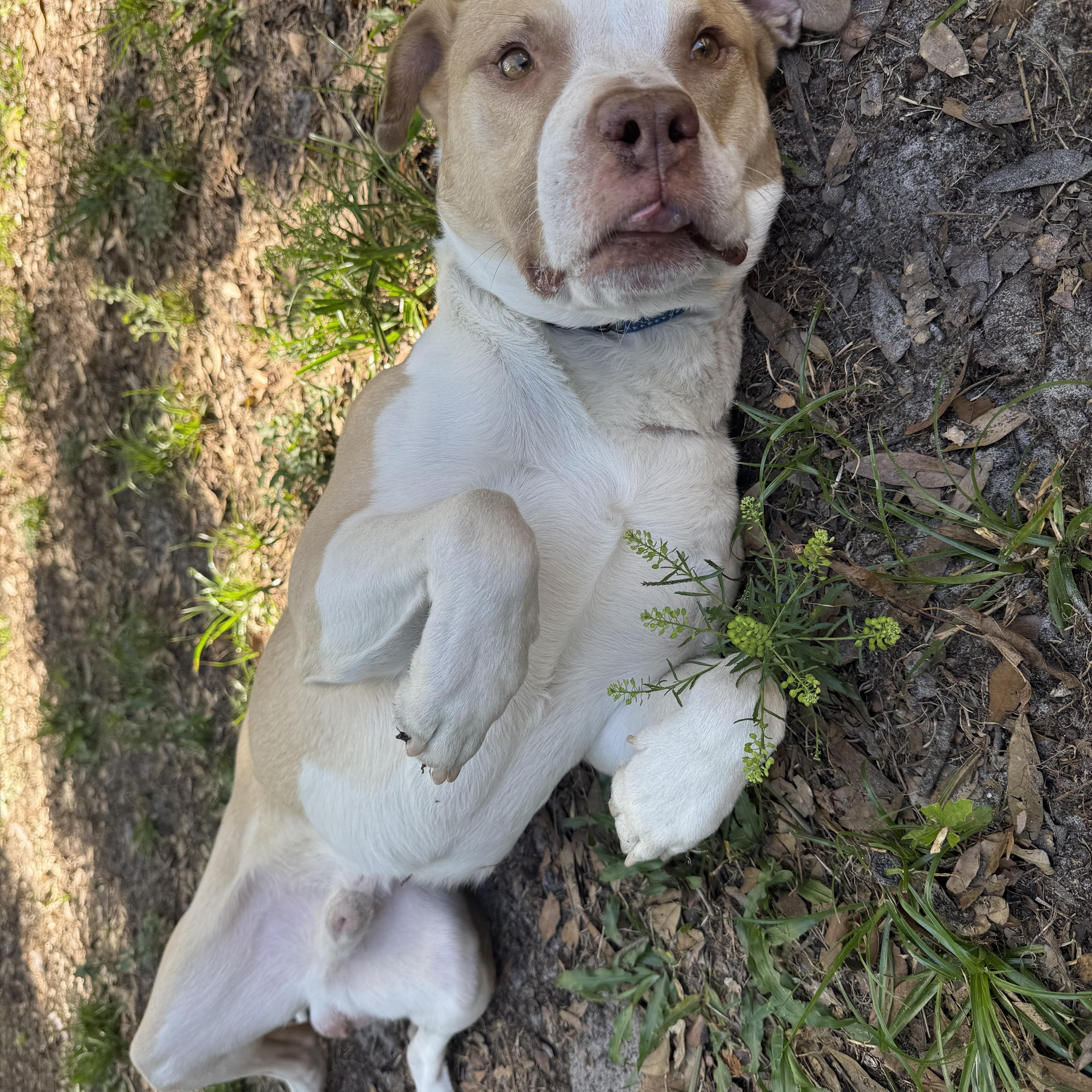 Hopper, a ADOPTABLE mixed breed in Wildwood, FL image 5/6