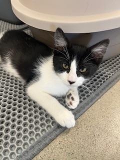 Marigold, Adoptable, Young Female Domestic Short Hair.