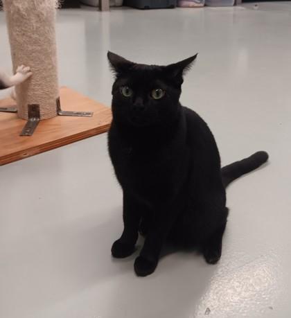 Yuki, a ADOPTABLE Domestic Short Hair in Boyne City, MI image 1/3