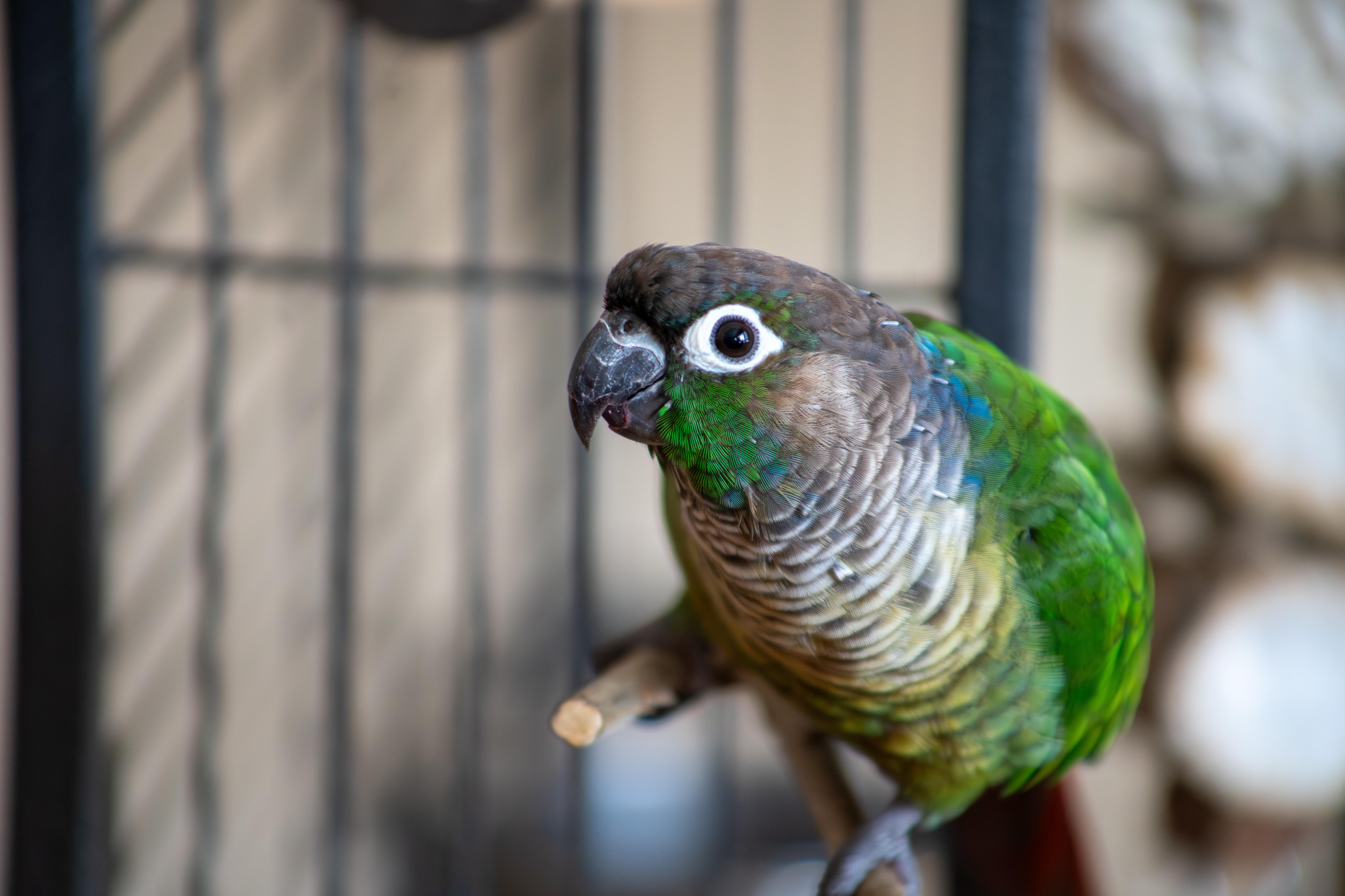 Teddy, an adopted Conure in Dundas, ON image 3/3
