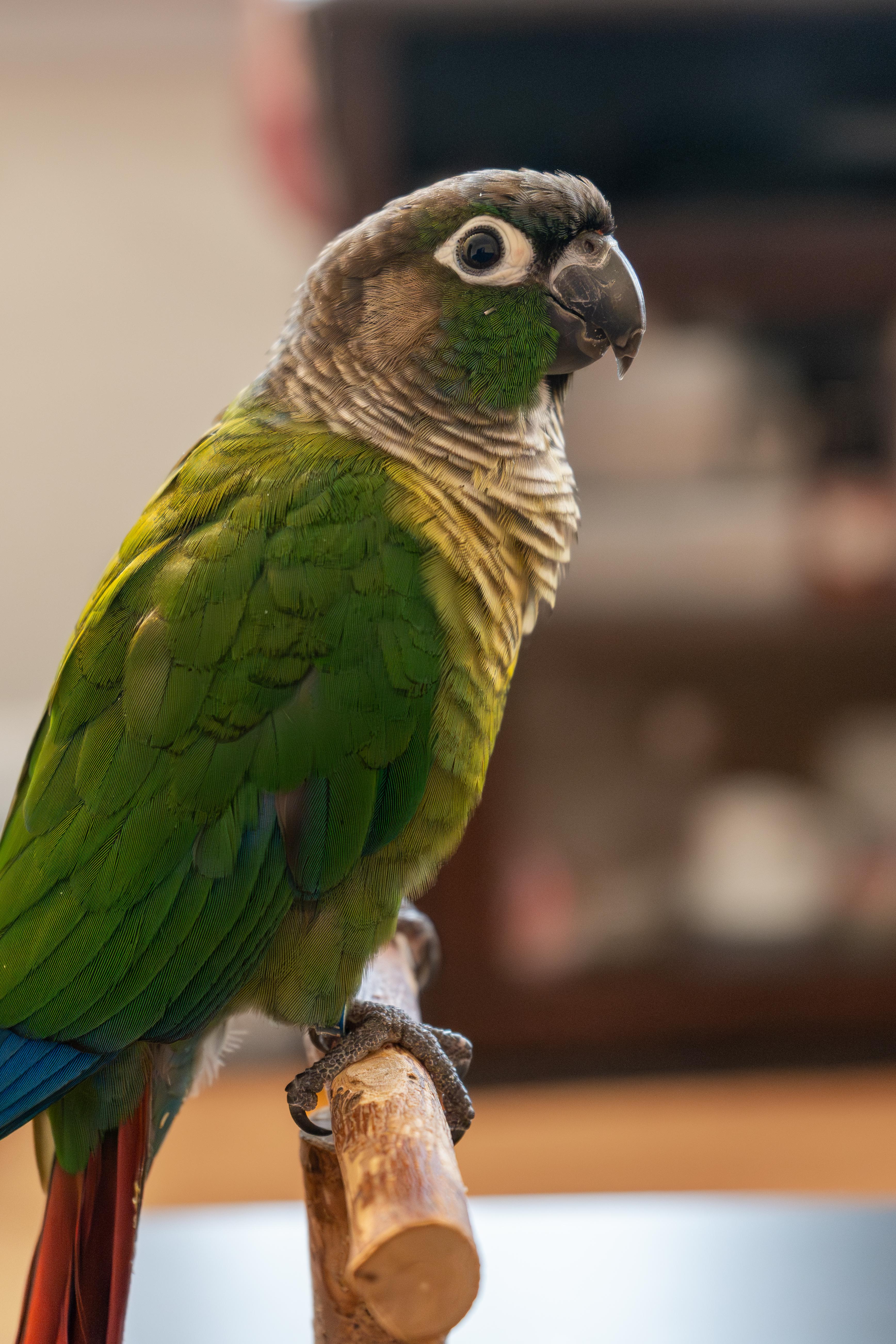 Teddy, an adopted Conure in Dundas, ON image 2/3