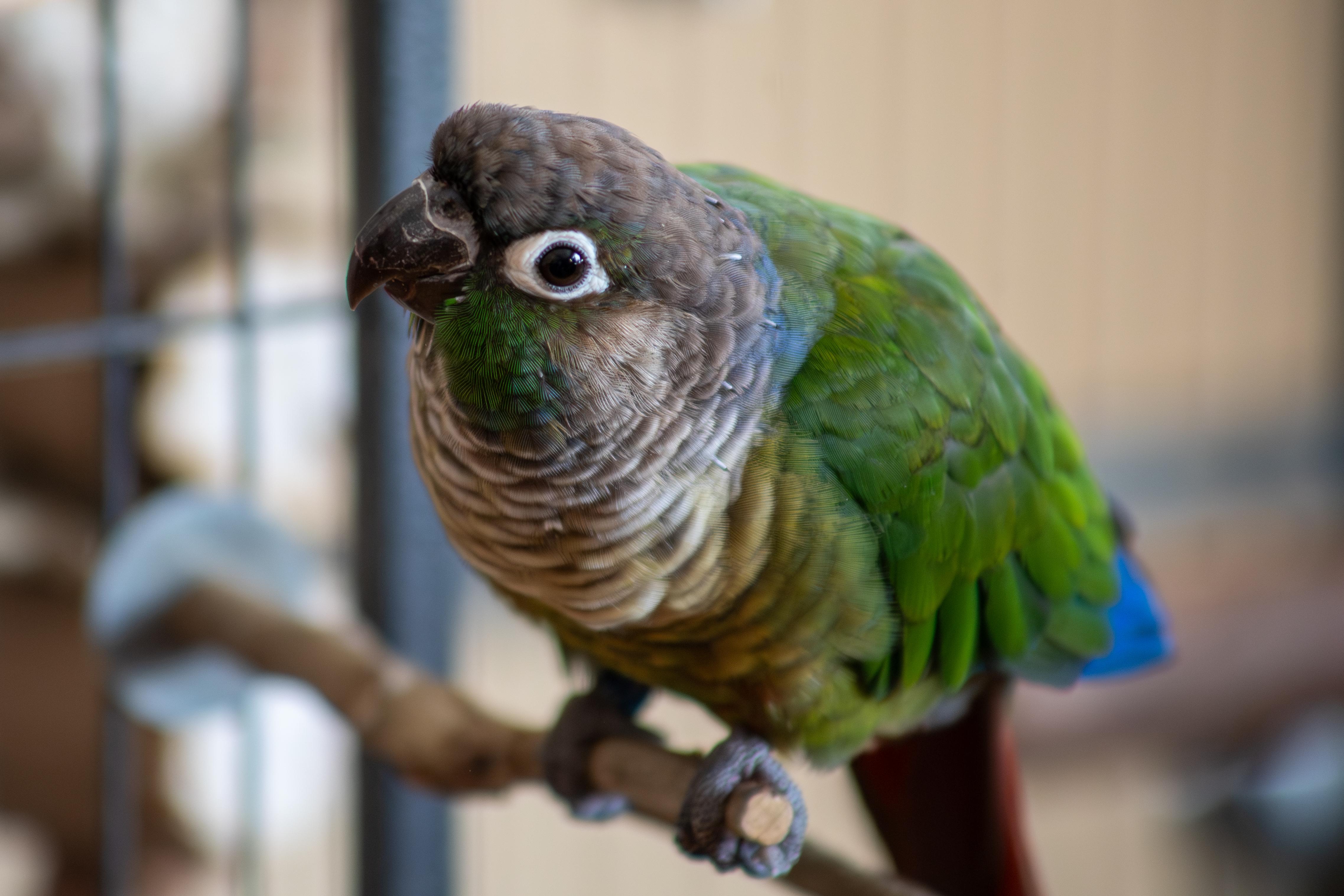 Teddy, adopted, Young Unknown Conure.