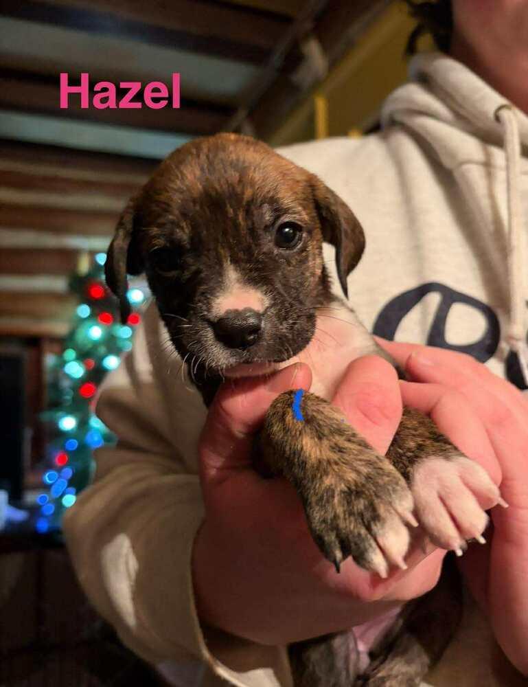 Hazel