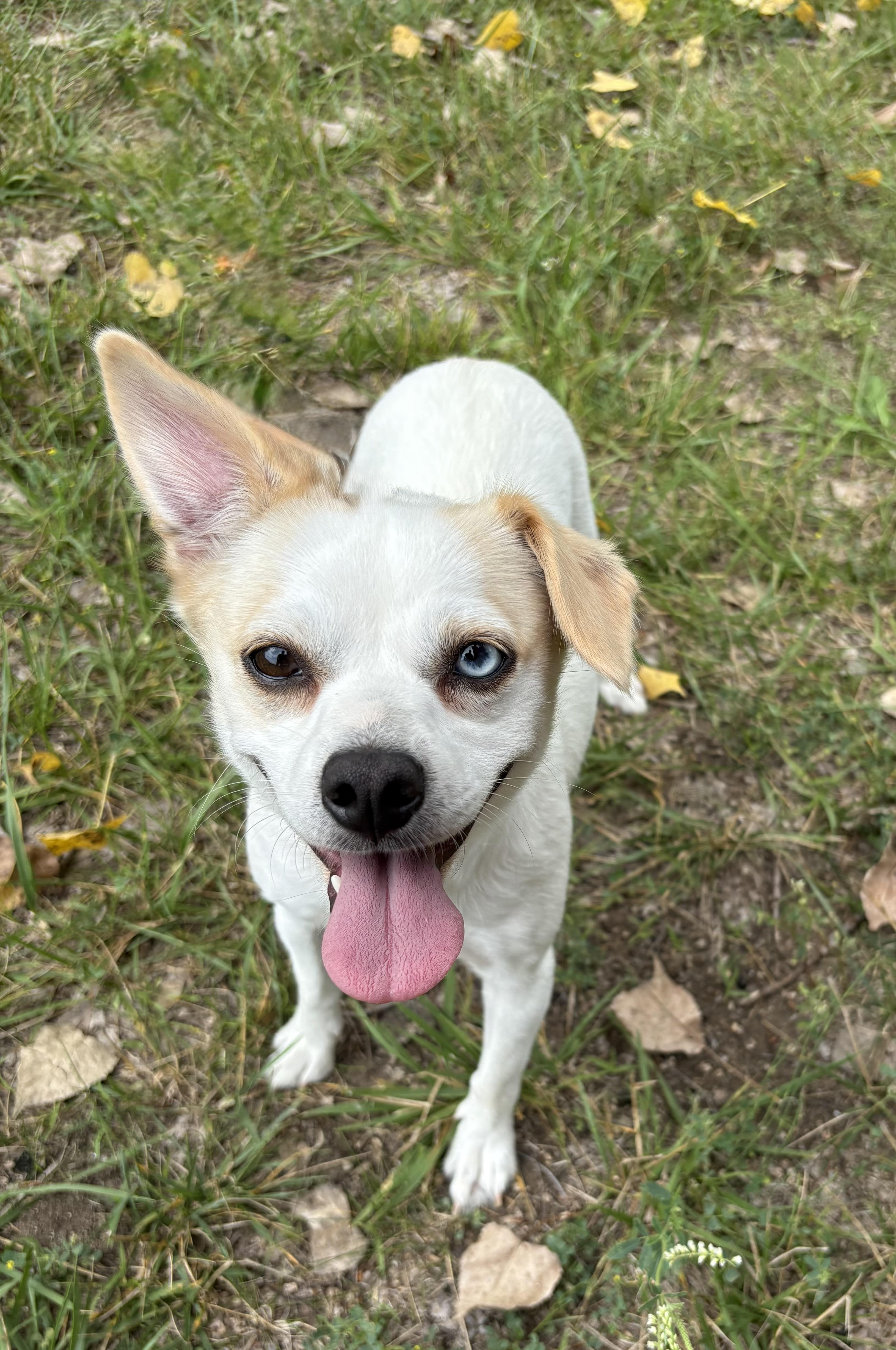 Millie, Adult Female unknown
