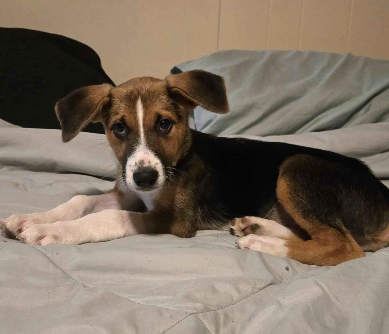 Weston, an adopted mixed breed in Mechanicsburg, PA image 4/6