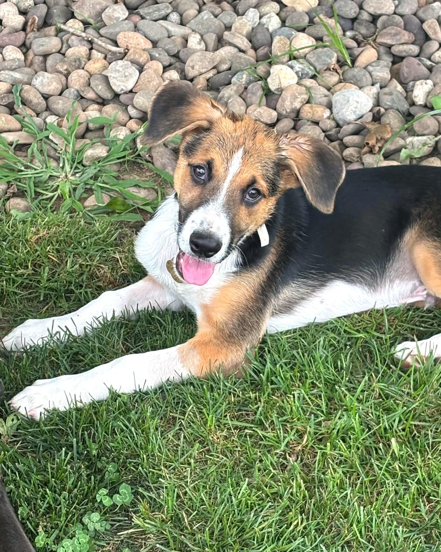 Weston, an adopted mixed breed in Mechanicsburg, PA image 2/6
