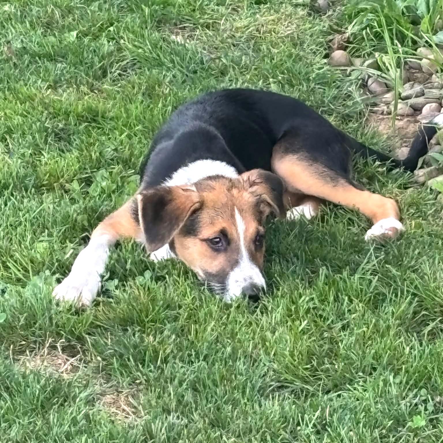 Weston, an adopted mixed breed in Mechanicsburg, PA image 5/6