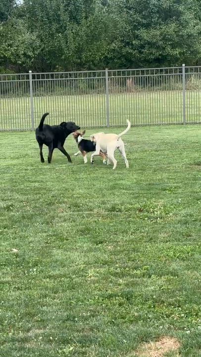 Enlarge Weston, an adopted mixed breed in Mechanicsburg, PA video 6/6