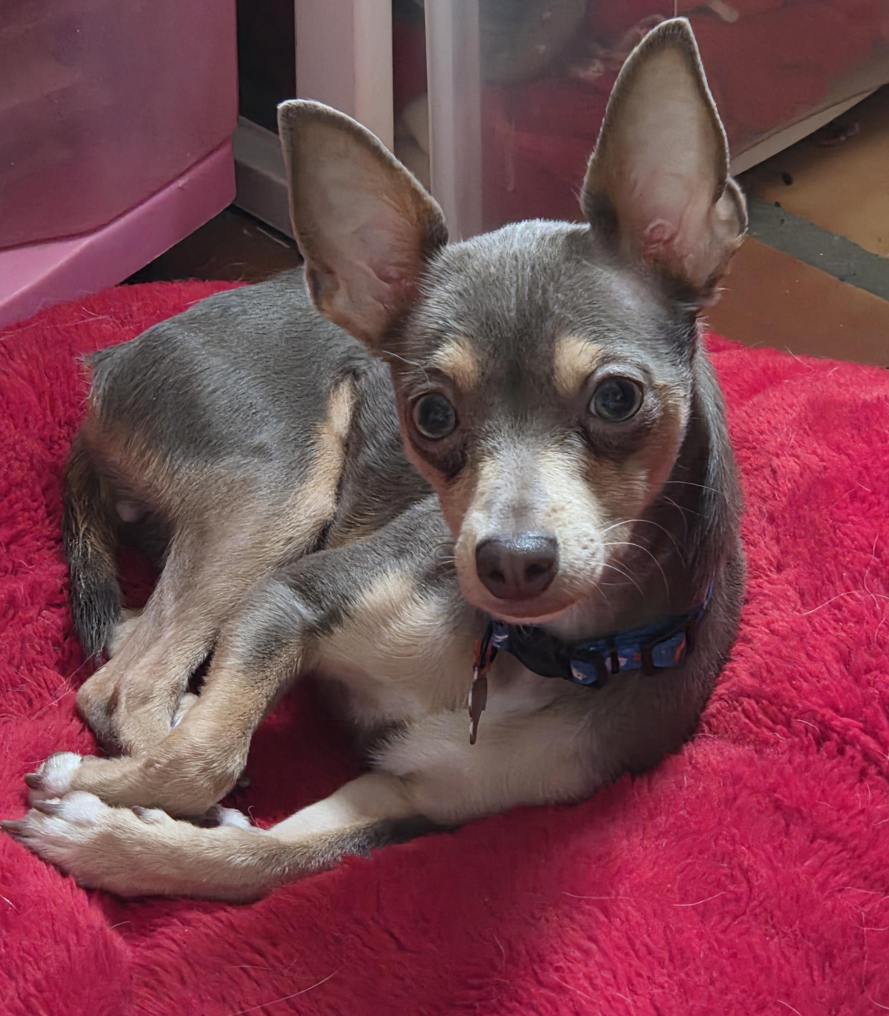 Enlarge PIPER, an adopted mixed breed in Tucson, AZ image 2/4