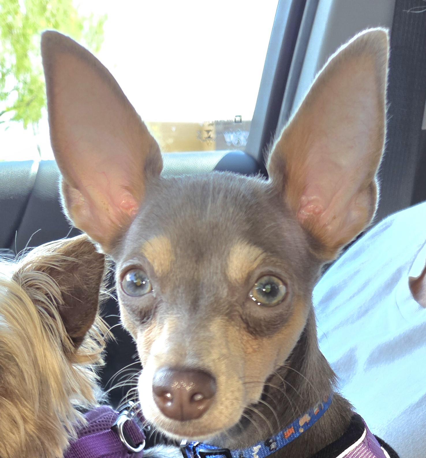 PIPER, adopted, Puppy Female Chihuahua & Miniature Pinscher.