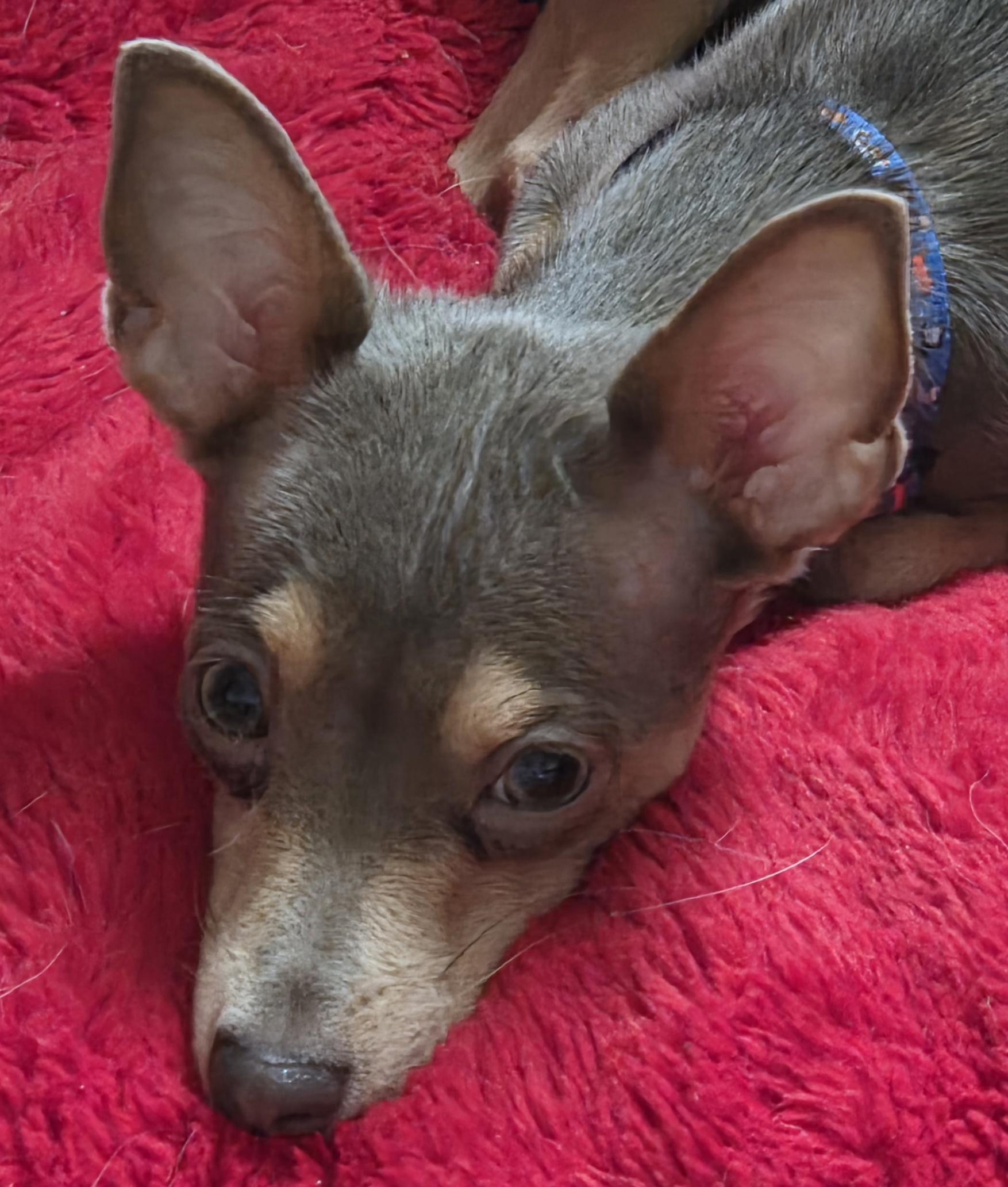 Enlarge PIPER, an adopted mixed breed in Tucson, AZ image 3/4