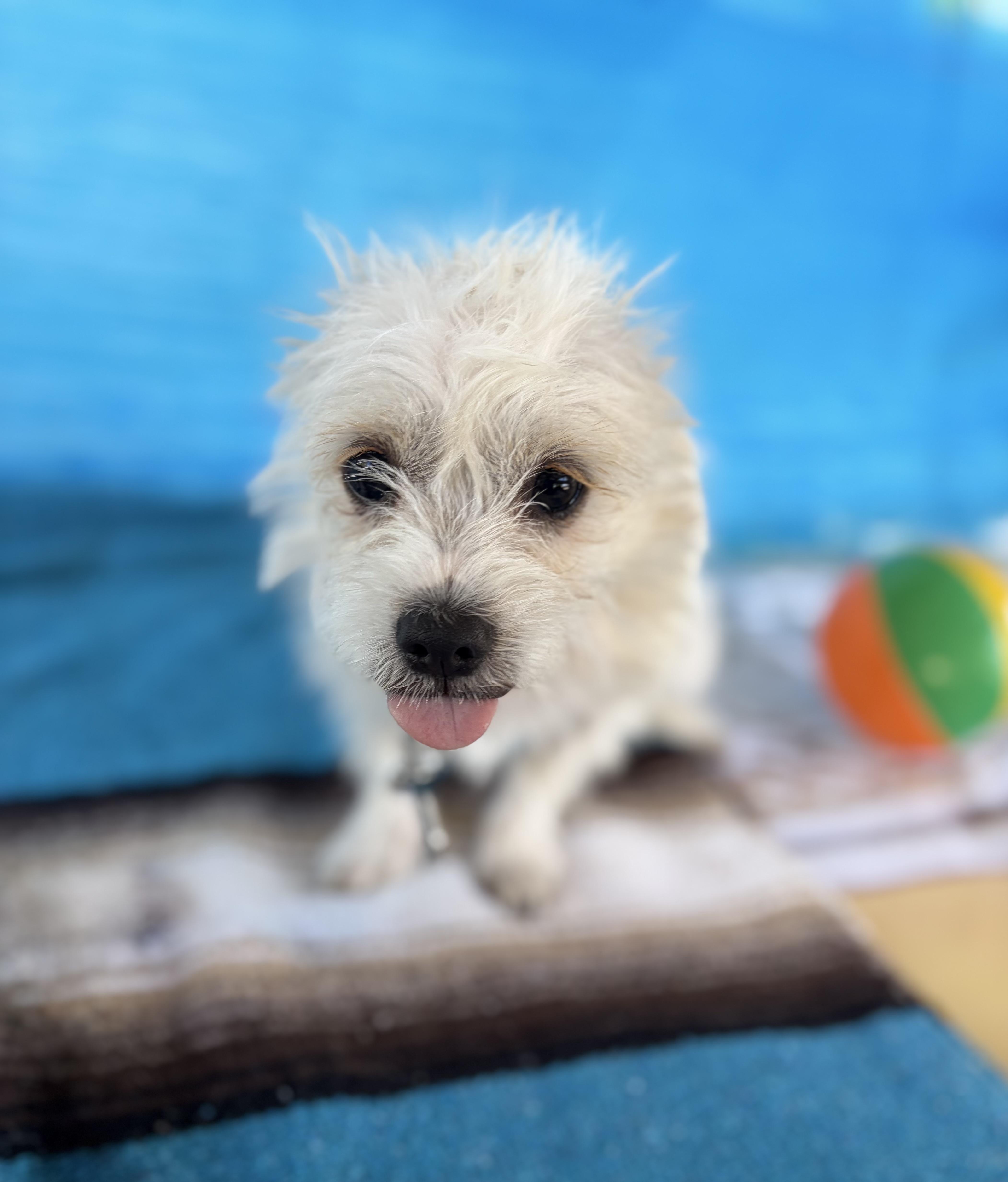 Bobby, Adoptable, Young Male Terrier & Shih Tzu.