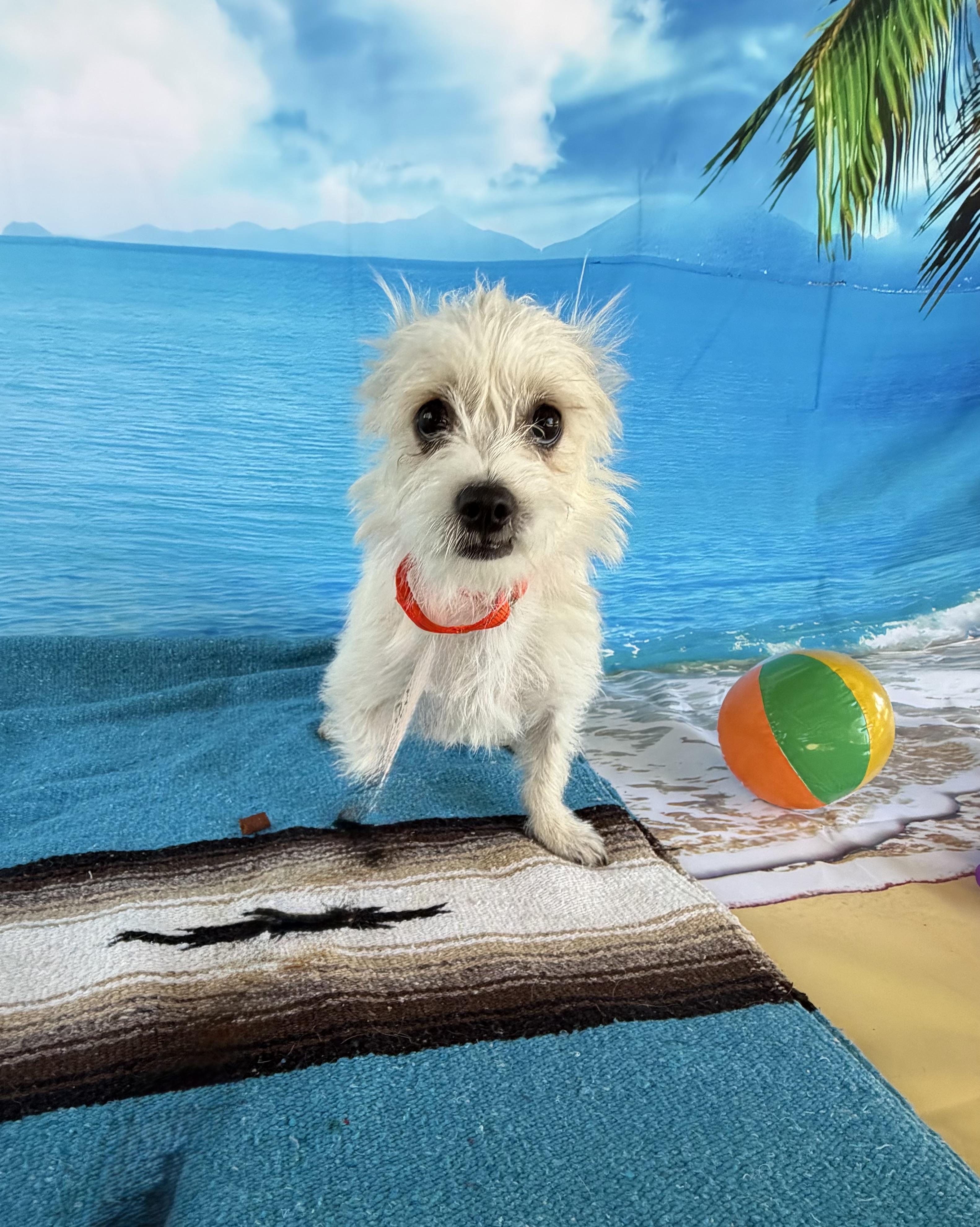 Enlarge Bobby, a Adoptable mixed breed in Phoenix, AZ image 6/6