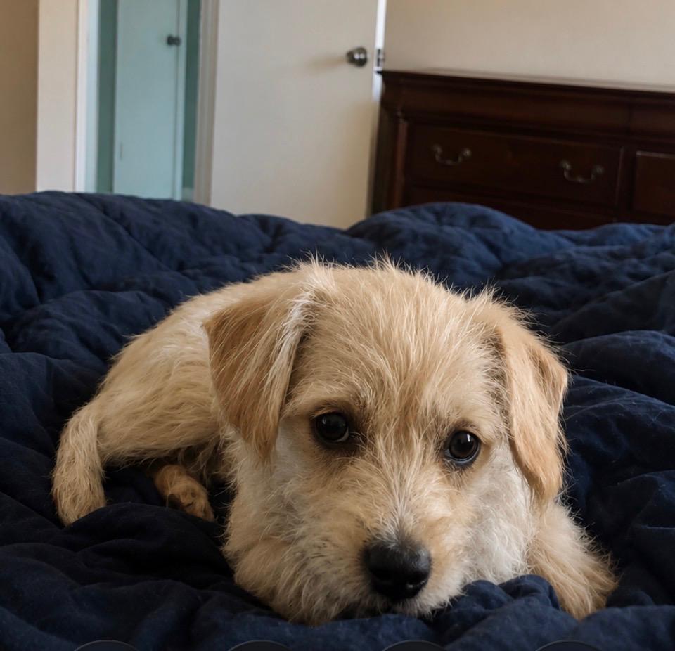 Enlarge Bobby, a Adoptable mixed breed in Phoenix, AZ image 4/6
