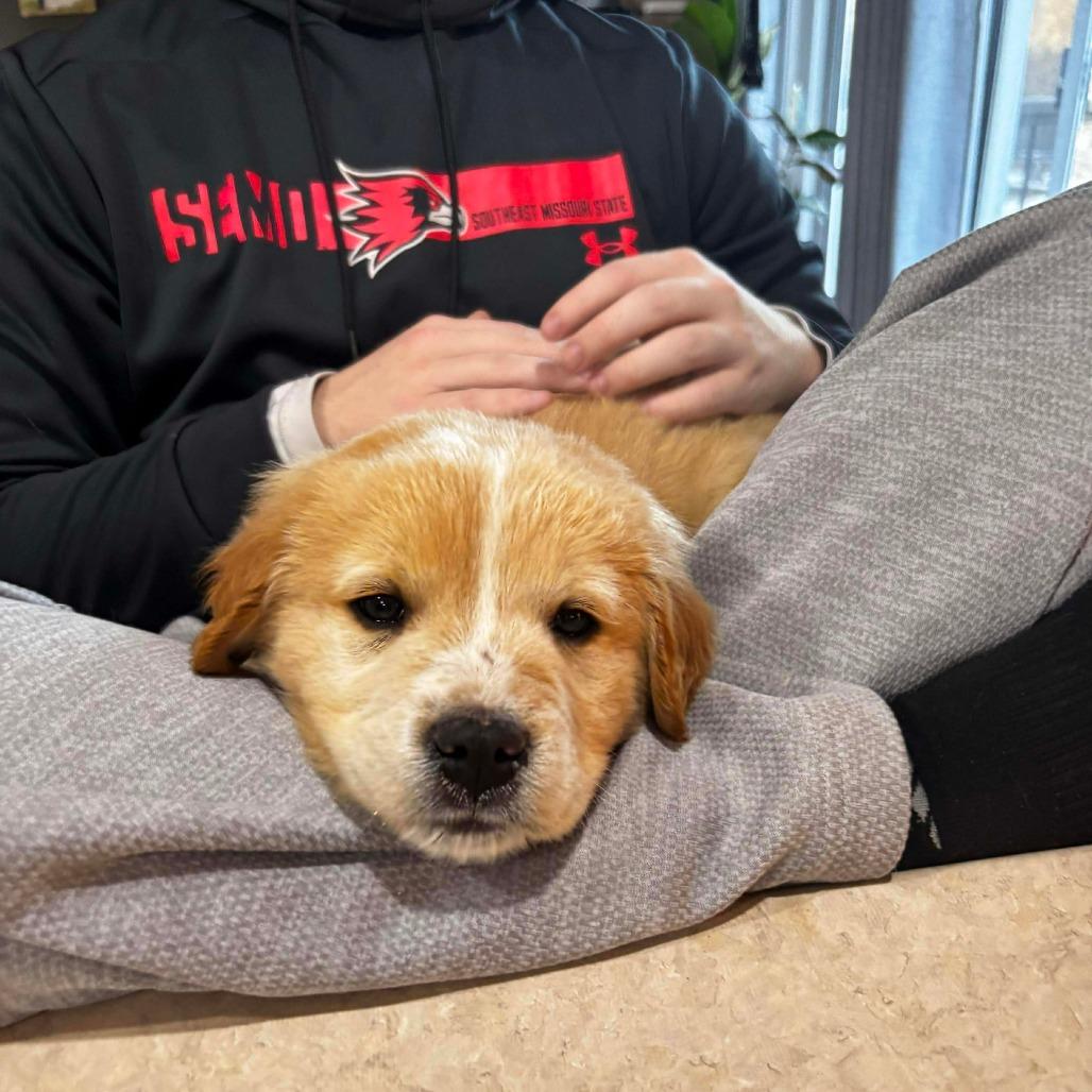 Enlarge Beast, a Adoptable mixed breed in Jackson, MO image 2/6