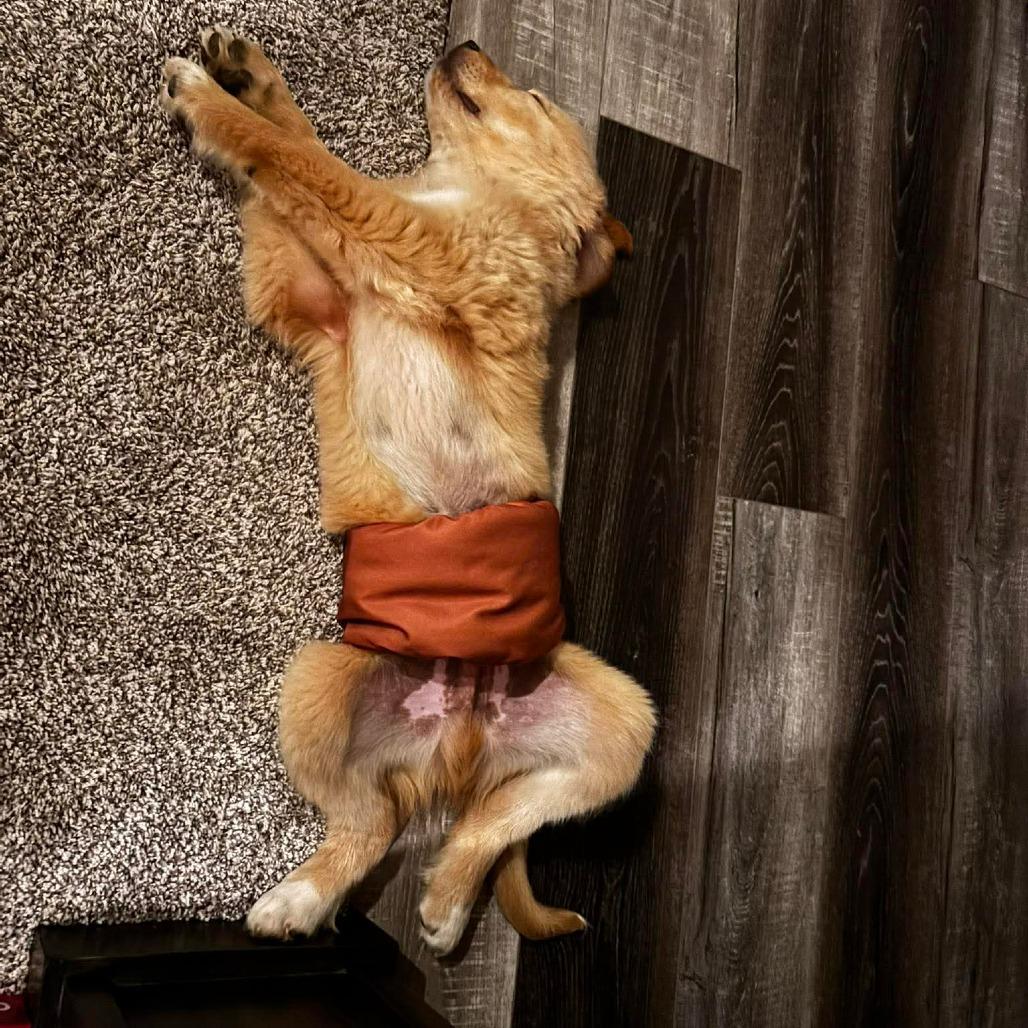 Enlarge Beast, a Adoptable mixed breed in Jackson, MO image 4/6