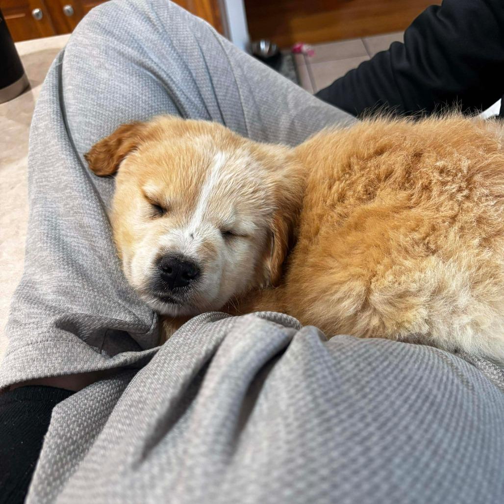 Enlarge Beast, a Adoptable mixed breed in Jackson, MO image 5/6