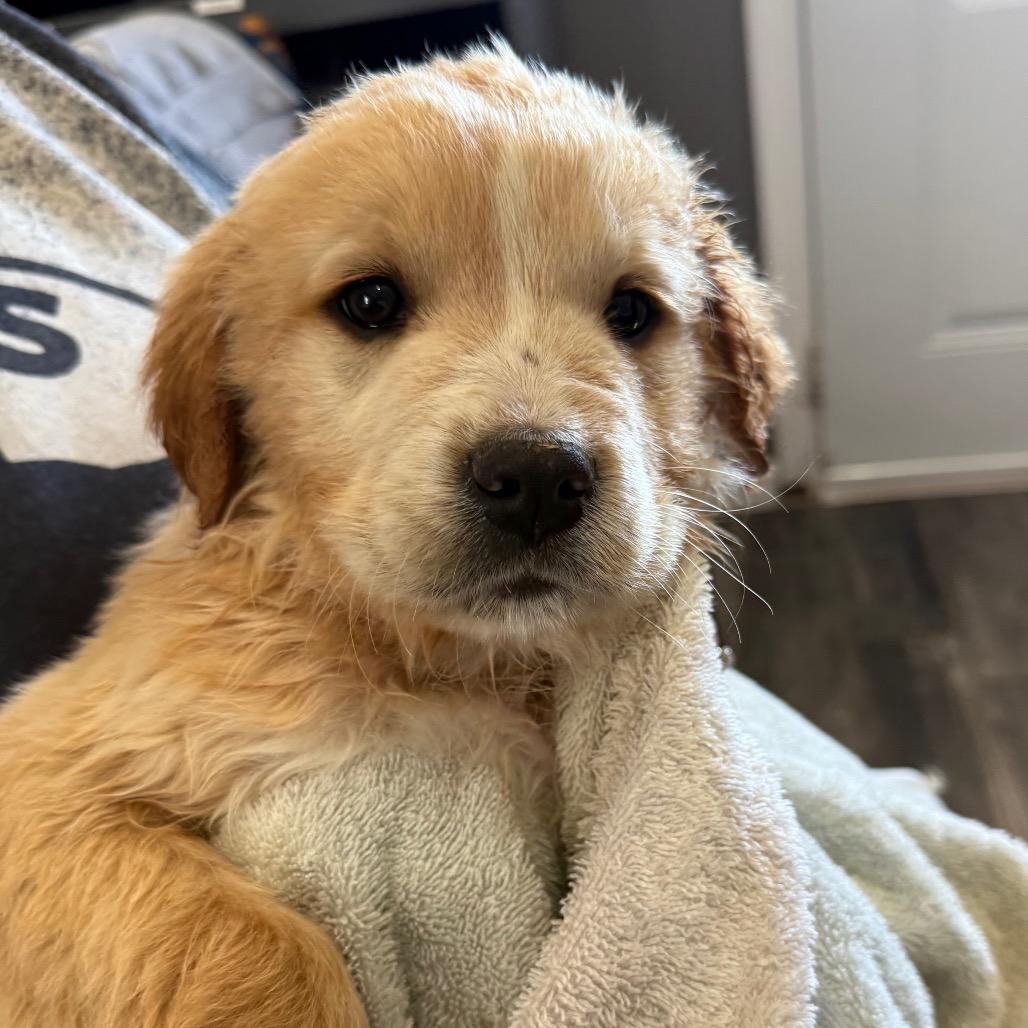 Enlarge Beast, a Adoptable mixed breed in Jackson, MO image 6/6