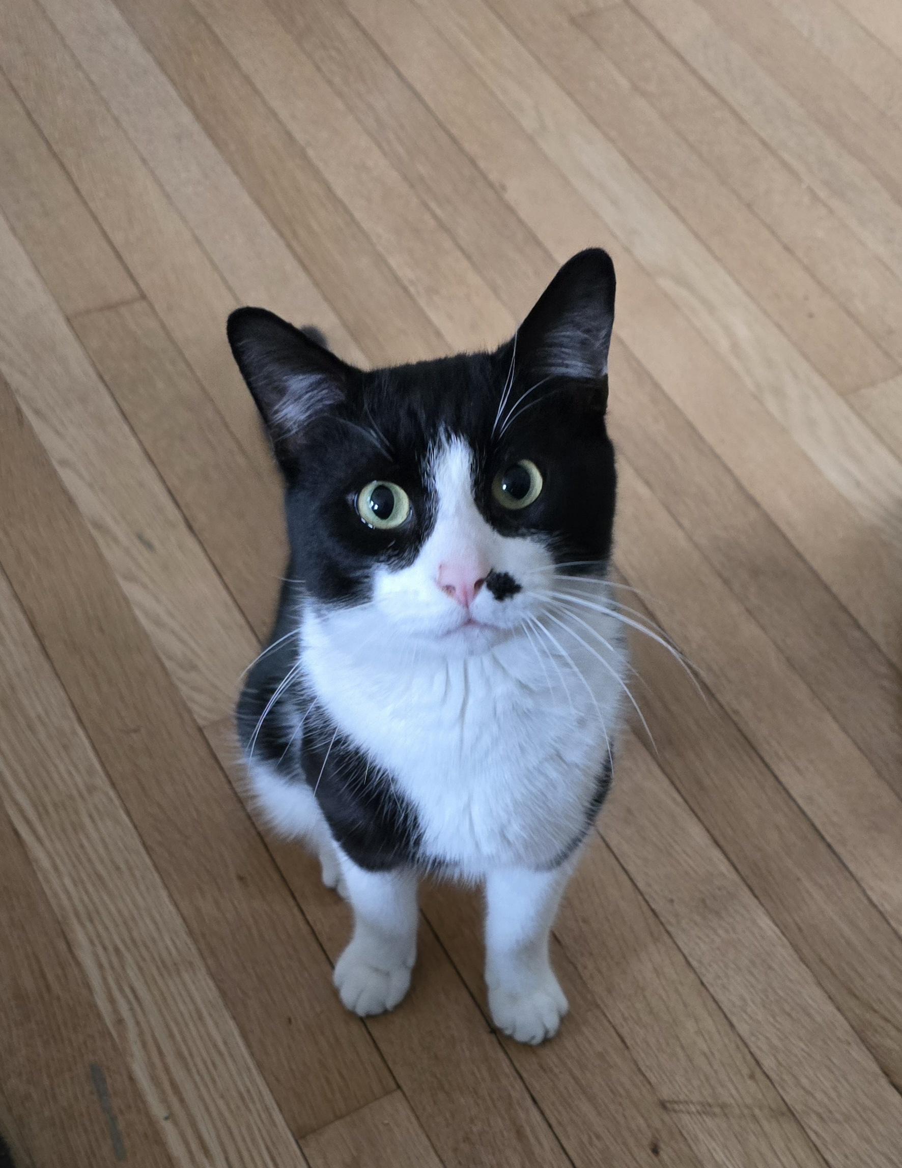 Enlarge Derby, a ADOPTABLE Domestic Short Hair in Melrose, MA image 4/5