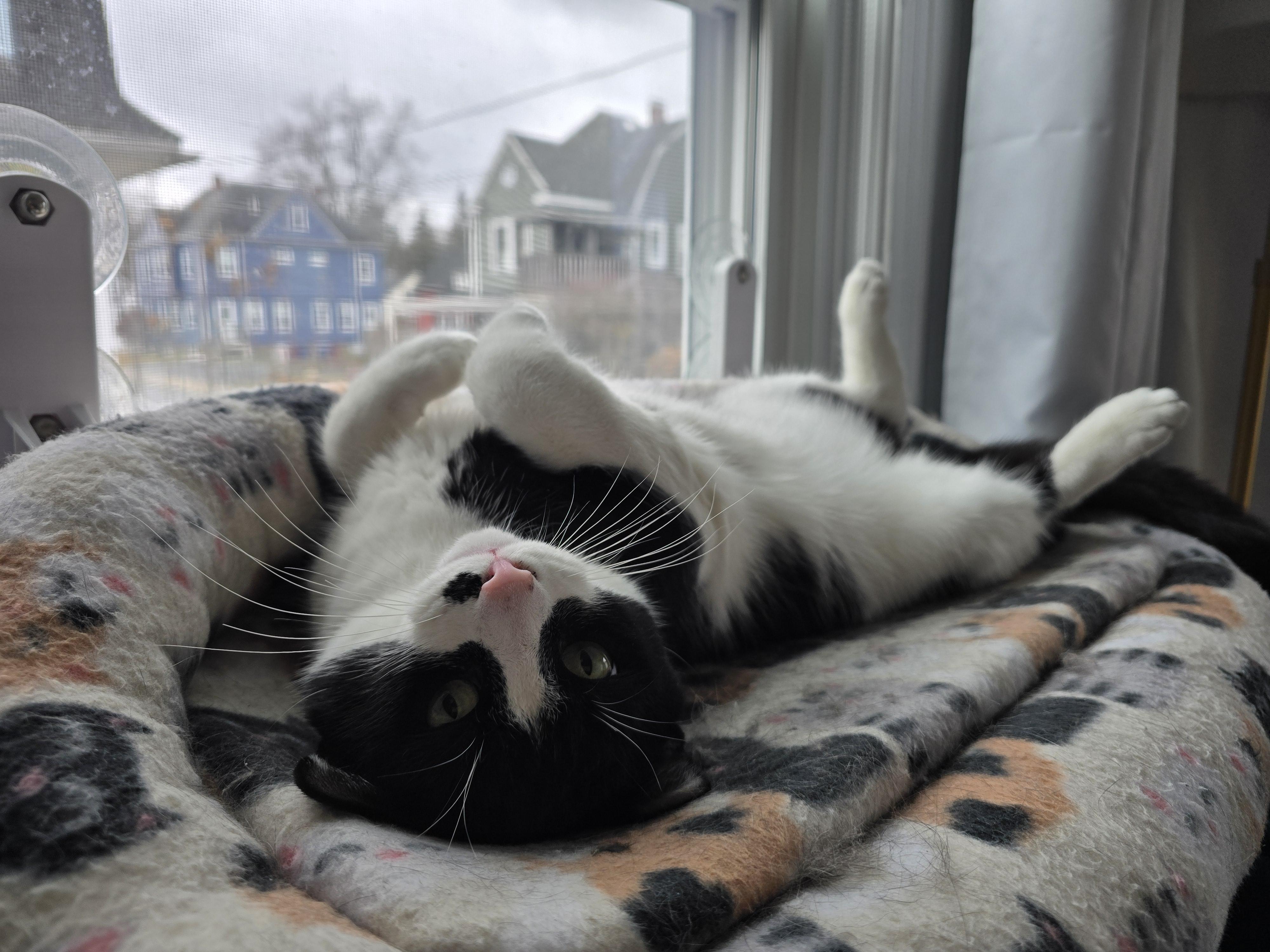 Enlarge Derby, a ADOPTABLE Domestic Short Hair in Melrose, MA image 1/5