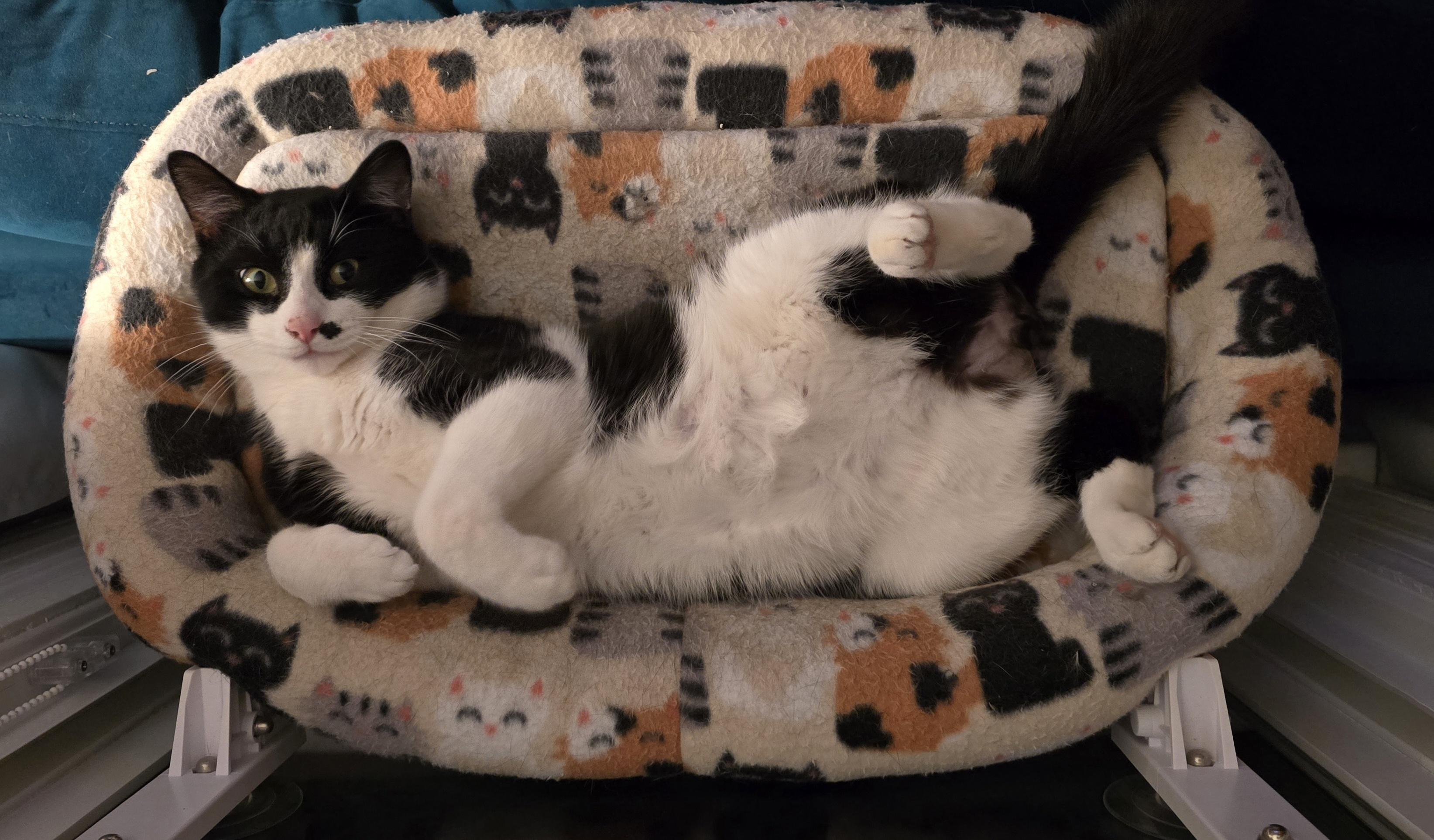 Enlarge Derby, a ADOPTABLE Domestic Short Hair in Melrose, MA image 3/5