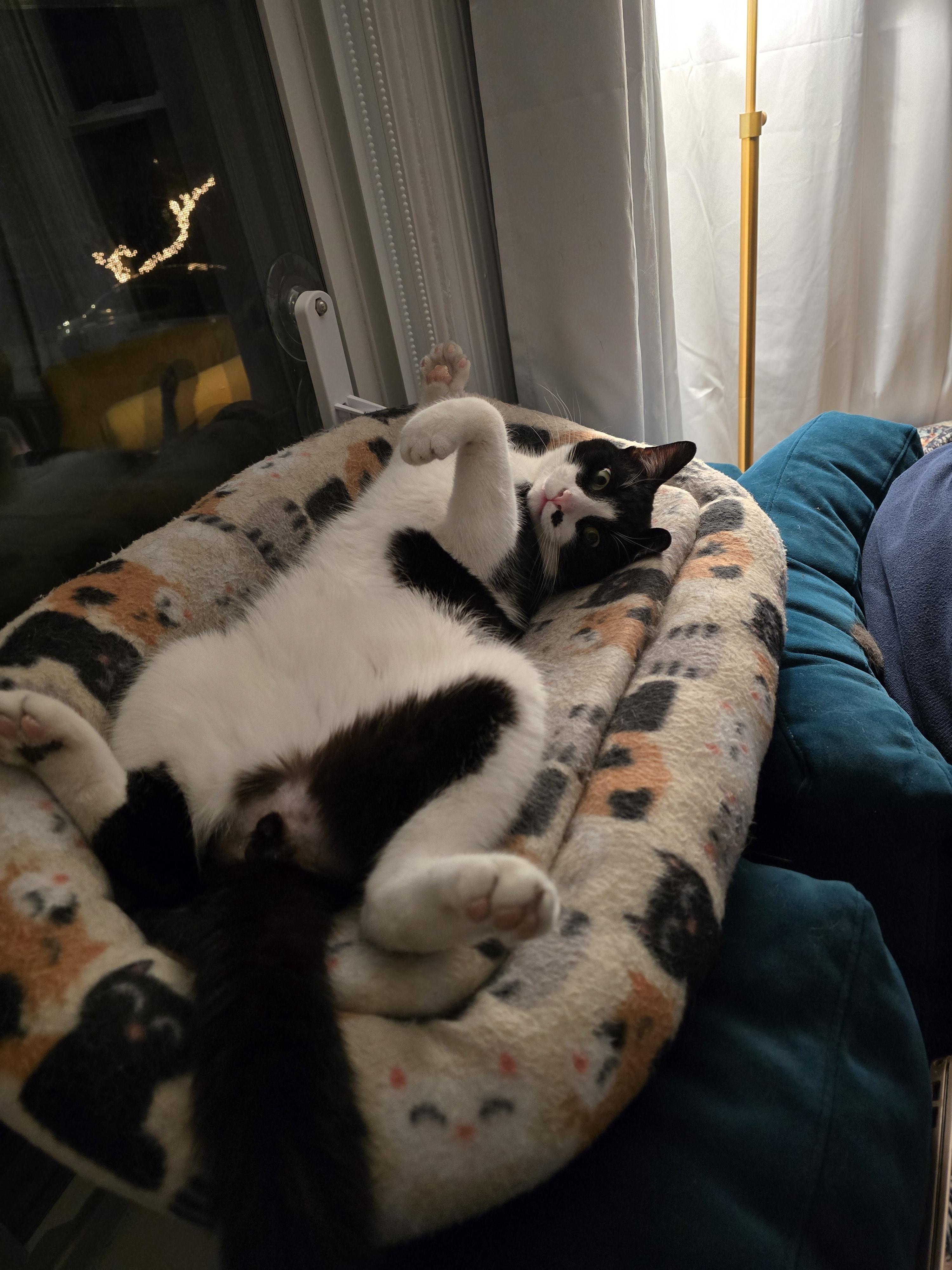 Enlarge Derby, a ADOPTABLE Domestic Short Hair in Melrose, MA image 2/5