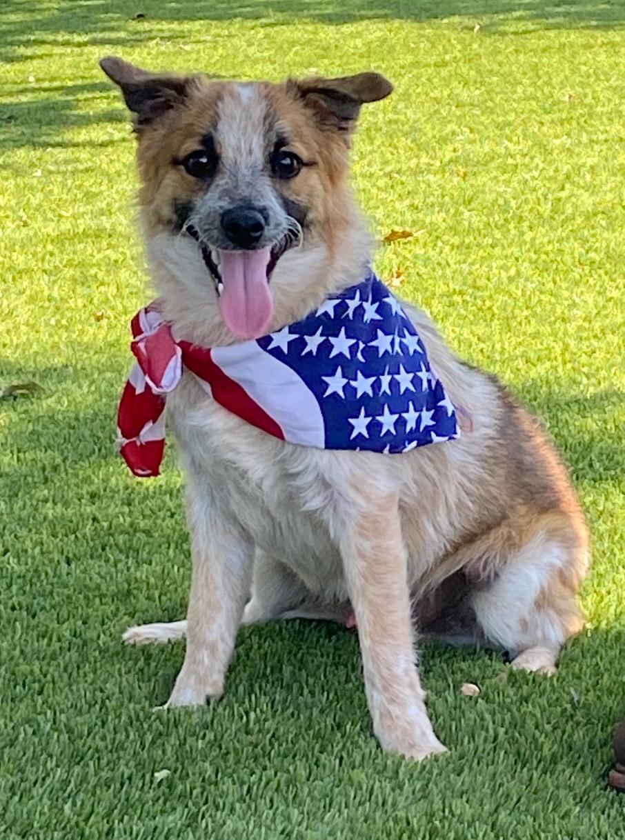 Peanut, adopted, Puppy Male Australian Cattle Dog / Blue Heeler & Jack Russell Terrier.