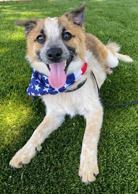 Peanut, an adopted mixed breed in Colusa, CA image 2/6