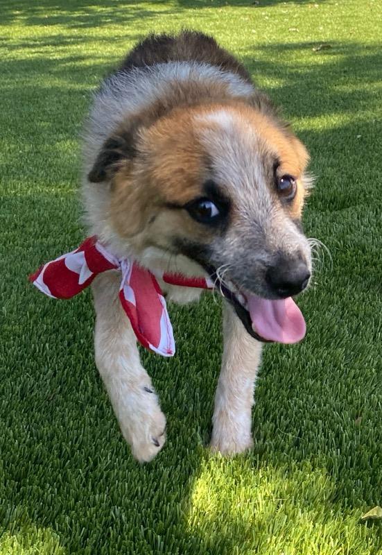 Peanut, an adopted mixed breed in Colusa, CA image 3/6