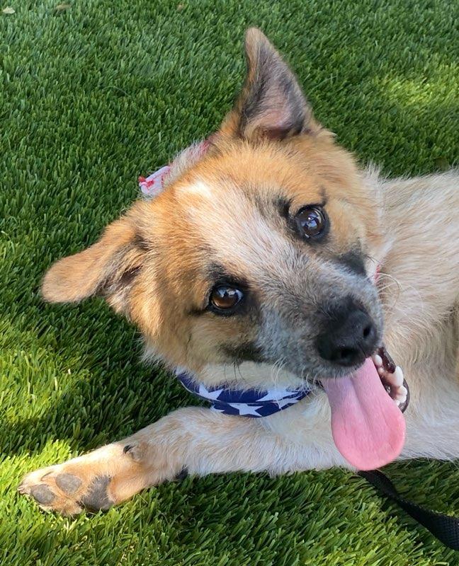 Peanut, an adopted mixed breed in Colusa, CA image 4/6