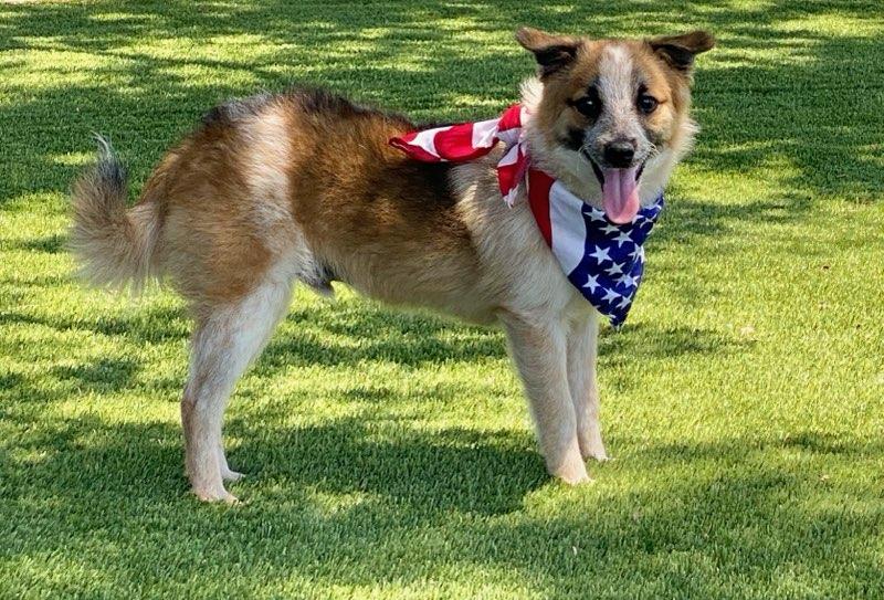 Peanut, an adopted mixed breed in Colusa, CA image 5/6
