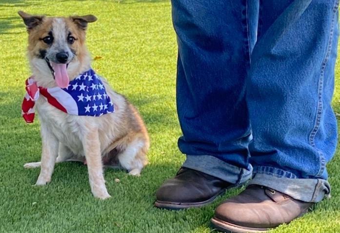 Peanut, an adopted mixed breed in Colusa, CA image 6/6