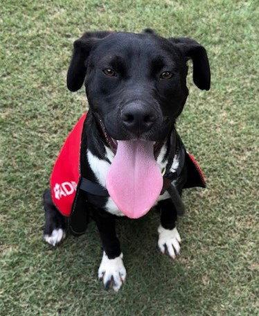 Murray, a Adoptable Shepherd in Carrollton, GA image 1/3