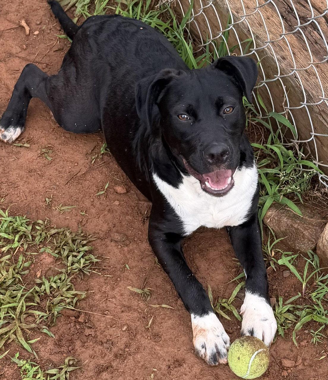 Murray, a Adoptable Shepherd in Carrollton, GA image 2/3