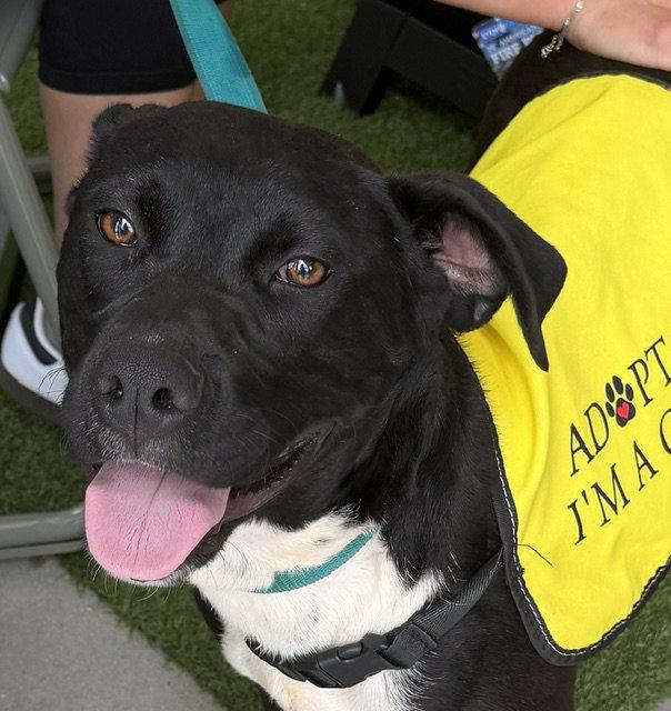 Murray, a Adoptable Shepherd in Carrollton, GA image 3/3