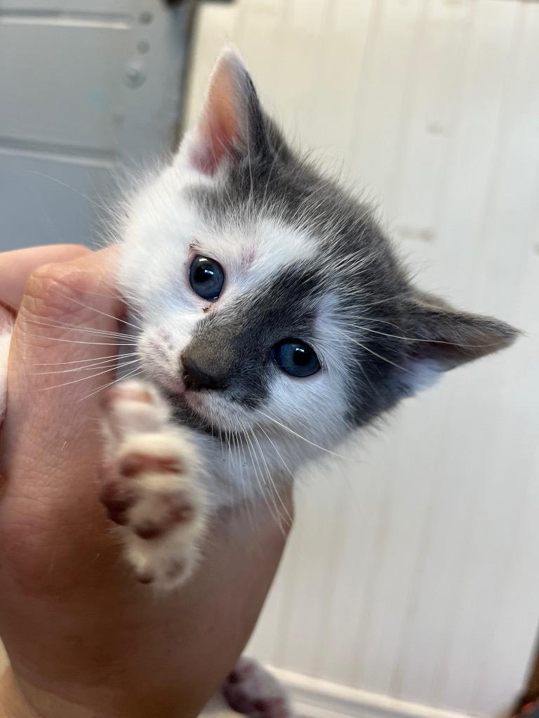 Izzie Stevens, Adoptable, Kitten Female Domestic Short Hair.