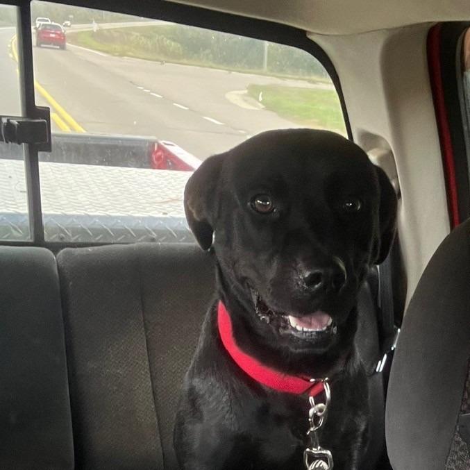 Enlarge Frazier, a Adoptable mixed breed in Crandon, WI image 1/2