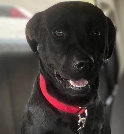 Enlarge Frazier, a Adoptable mixed breed in Crandon, WI image 2/2