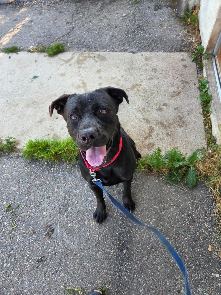 Enlarge Frazier, a Adoptable mixed breed in Crandon, WI image 2/2