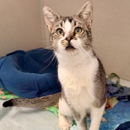 Enlarge Ralph, a ADOPTABLE Domestic Short Hair in Santa Cruz, CA image 5/5