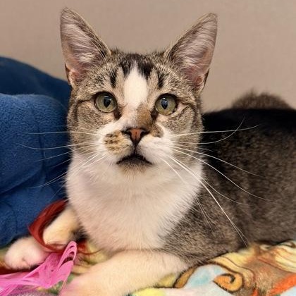 Enlarge Ralph, a ADOPTABLE Domestic Short Hair in Santa Cruz, CA image 3/5