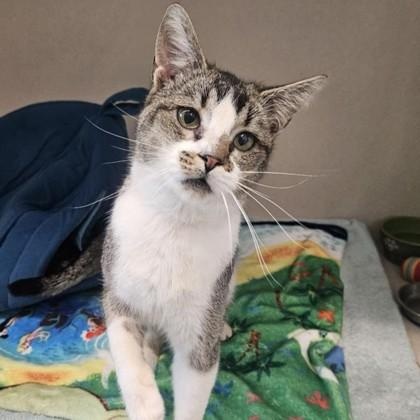 Enlarge Ralph, a ADOPTABLE Domestic Short Hair in Santa Cruz, CA image 4/5