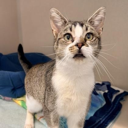 Enlarge Ralph, a ADOPTABLE Domestic Short Hair in Santa Cruz, CA image 2/5