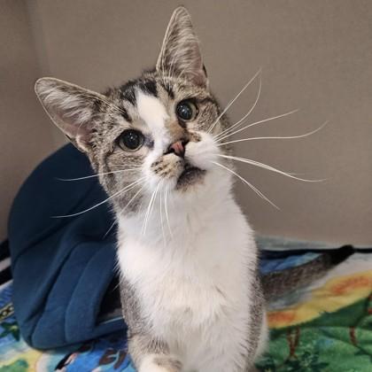 Ralph, ADOPTABLE, Adult Male Domestic Short Hair.