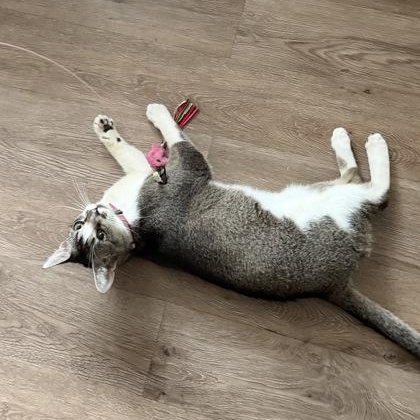 Enlarge Ralph (in foster), a ADOPTABLE Domestic Short Hair in Santa Cruz, CA image 4/6
