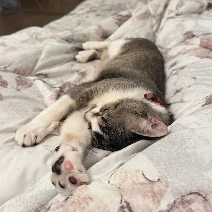 Enlarge Ralph (in foster), a ADOPTABLE Domestic Short Hair in Santa Cruz, CA image 6/6